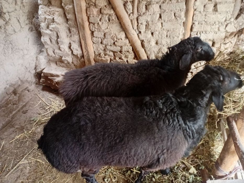 Qoylar bogoz 3ta sovlig 1ta qochqor