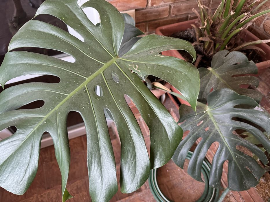 Filodendron planta decotativa “copacul prieten”