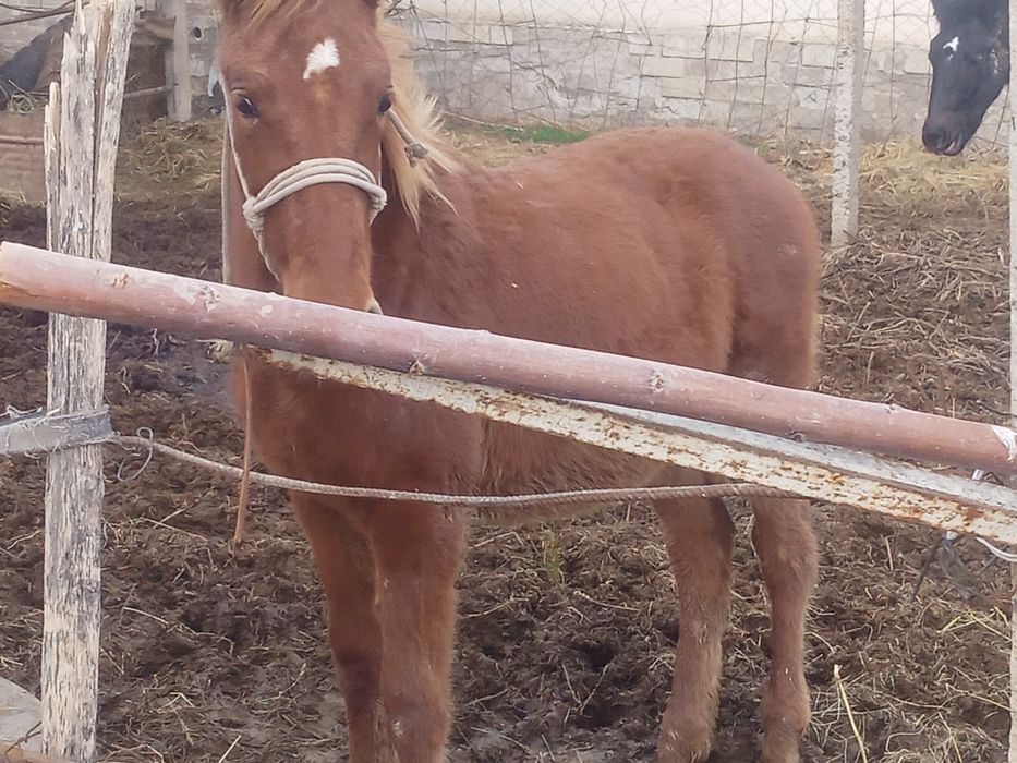 Тайлар жеребята биылғы сатылады