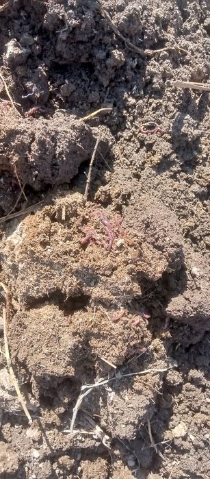 Kaliforniya chuvalchanglarni juda zoʻr va serdaromad