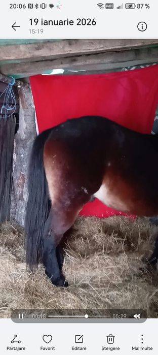 Am un cârlan armăsar frumos semigreu