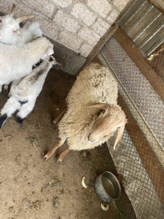 Қой……………………………..