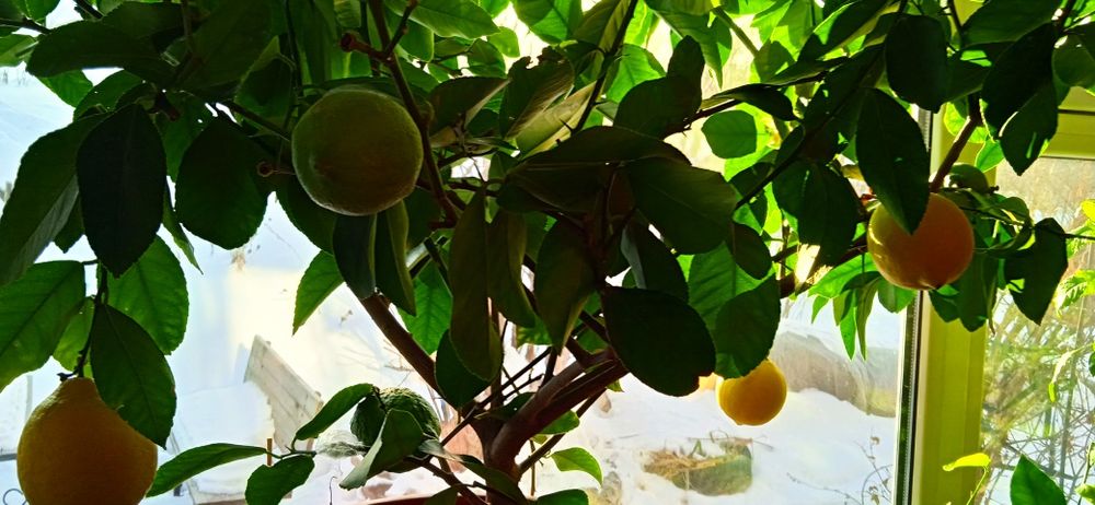 Продам плодоносящий лимон (саженец)