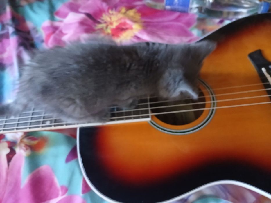 Котёнок мальчик 2 месяца