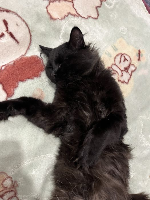 Отдам котика в добрые руки