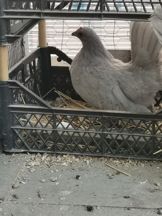 Chabo lavandă pereche