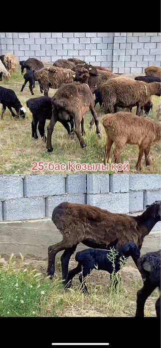 Қозылы қой қозылы қойлар сатылады