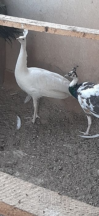 Schimb mascul 2025 cu femela sau mascul umăr negru sau alta  culoare