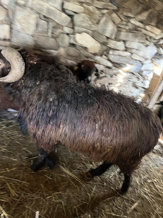 Продам барана крупный