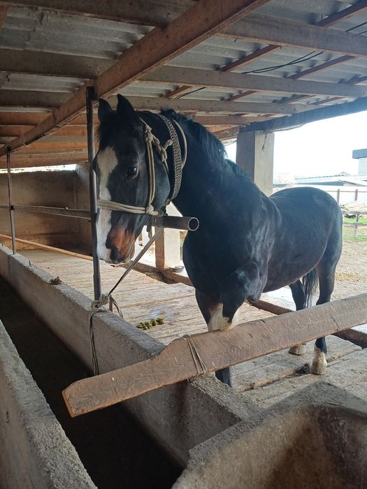 Срочно Айгыр сатылады