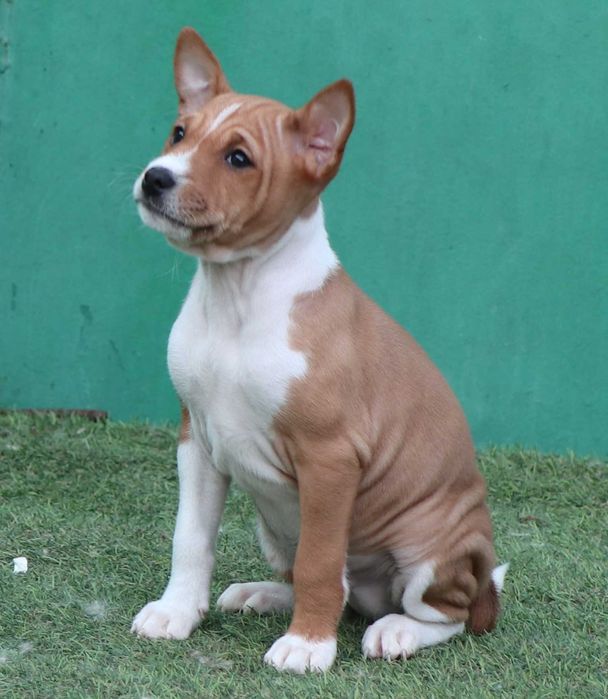 Basenji cu pedigree FCI