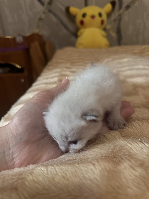 Отдам котят в добрые руки симские