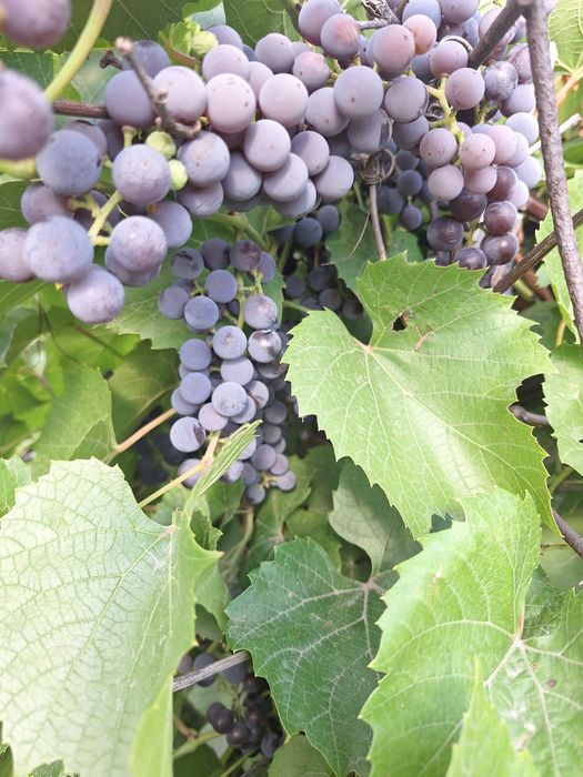 Продам дачу на Бобровке