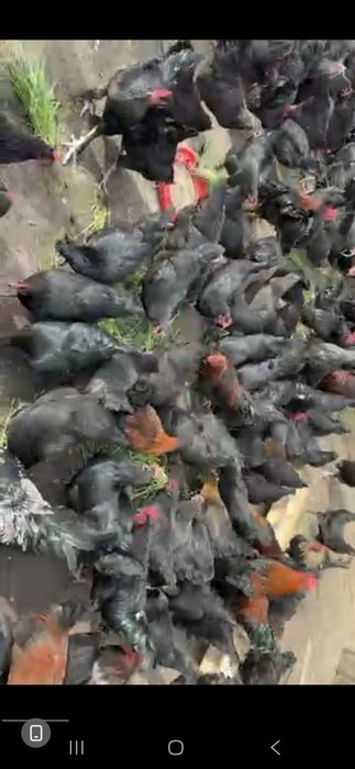 Андижон кора товуклари тухум уругланган