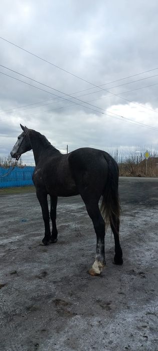 Продам кобылу орловской породы