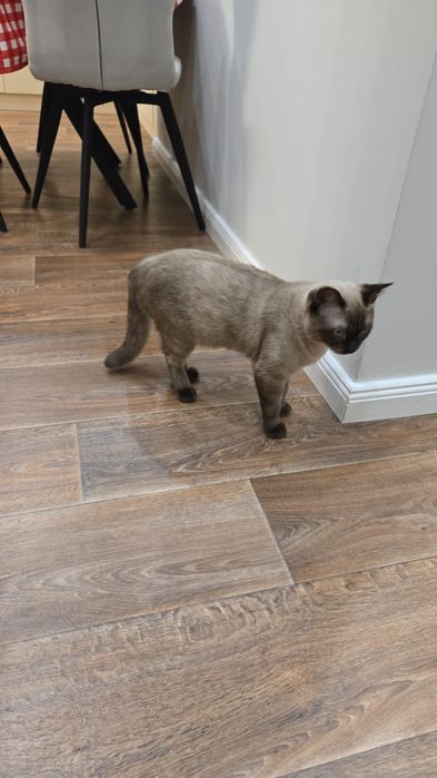 Котенок, 7.5 мес.