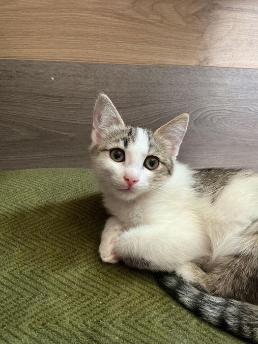 Отдам котенка в добрые руки