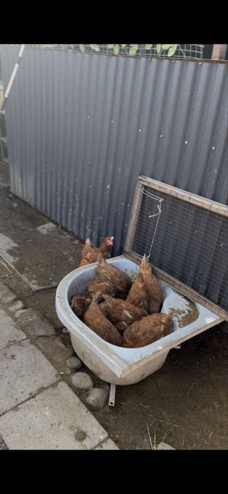 Куры обмен на петухов