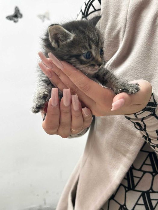 В добрые руки котят