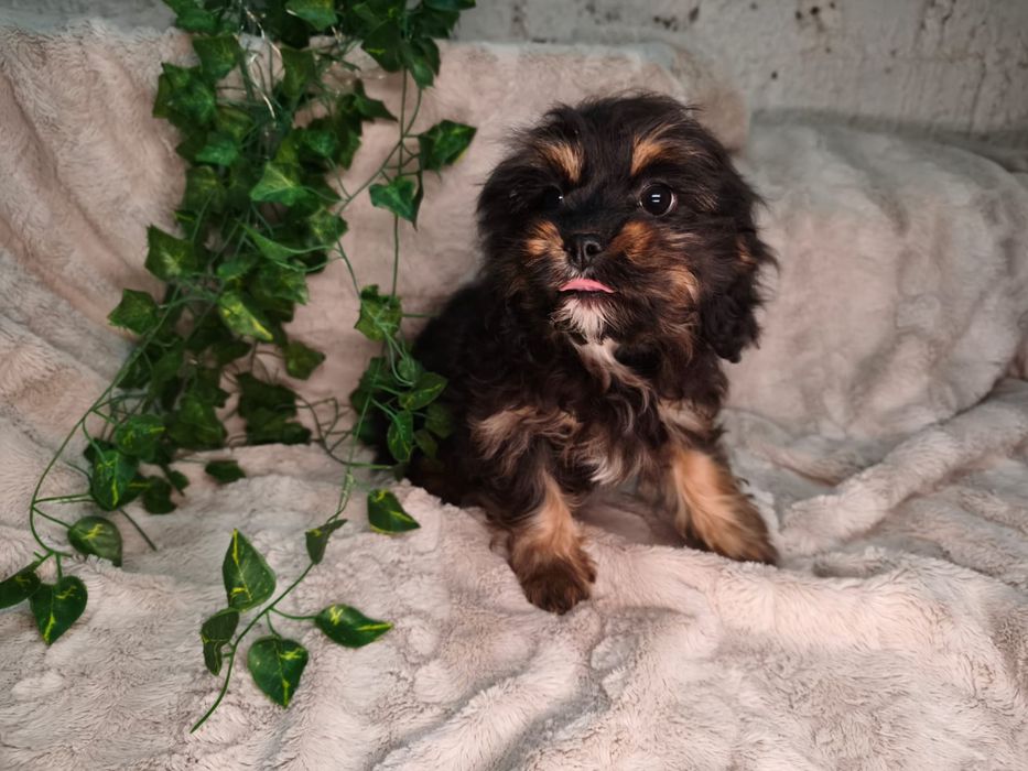 Vand baietel Cavapoo F1 black and tan.