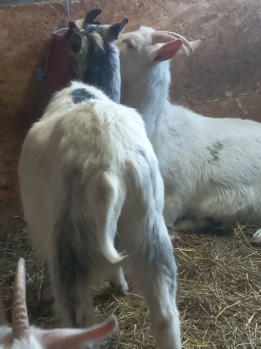 Ieduțe saanen și metis saanen din aprilie 2024, din mame cu mult lapte