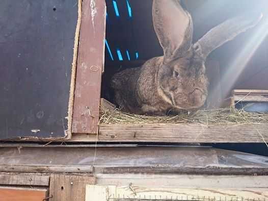 продавам зайци великани белгиски и жълти