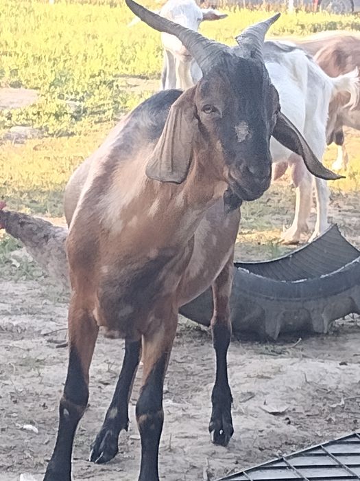 Țapi anglonubian-alpin