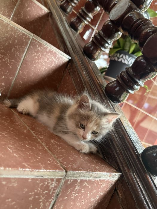 Отдам даром котят