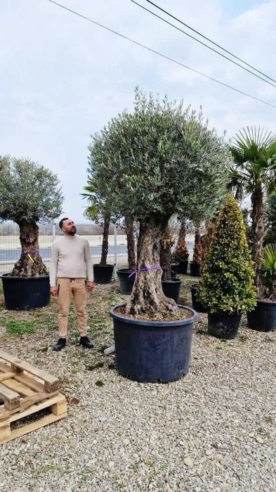 Plante Ornamentale pentru Amenajări Premium
