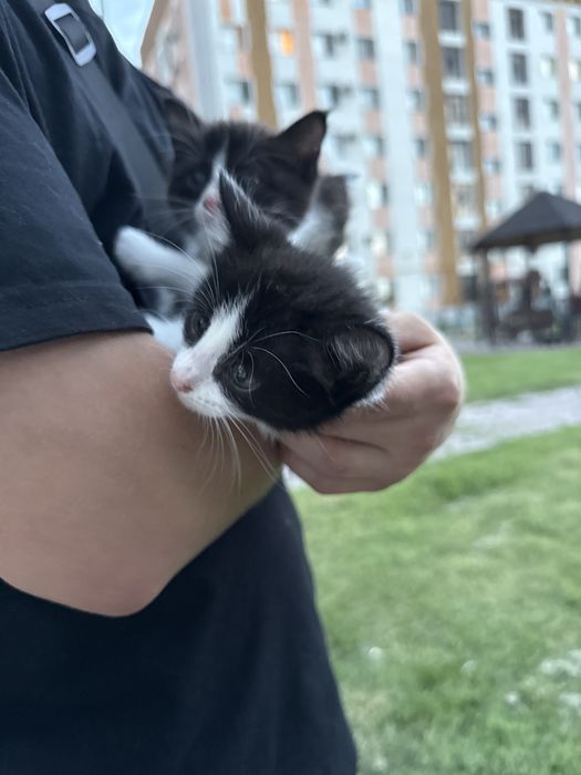 Кошки 4 штуки,1 мальчик и 3 девочки