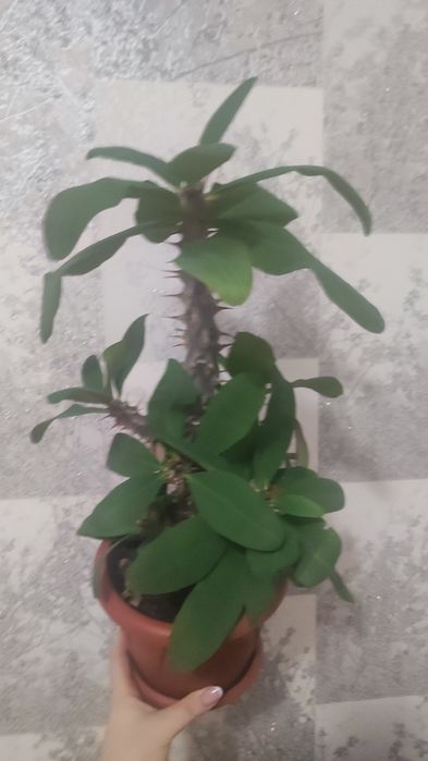 Продам фикус Бенжамина. Есть доставка.
