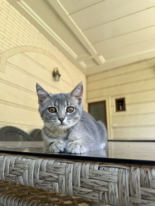Котенек скоттиш страйт