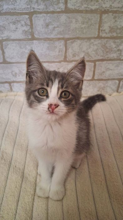 срочно отдаётся котёнок мальчик в добрые руки