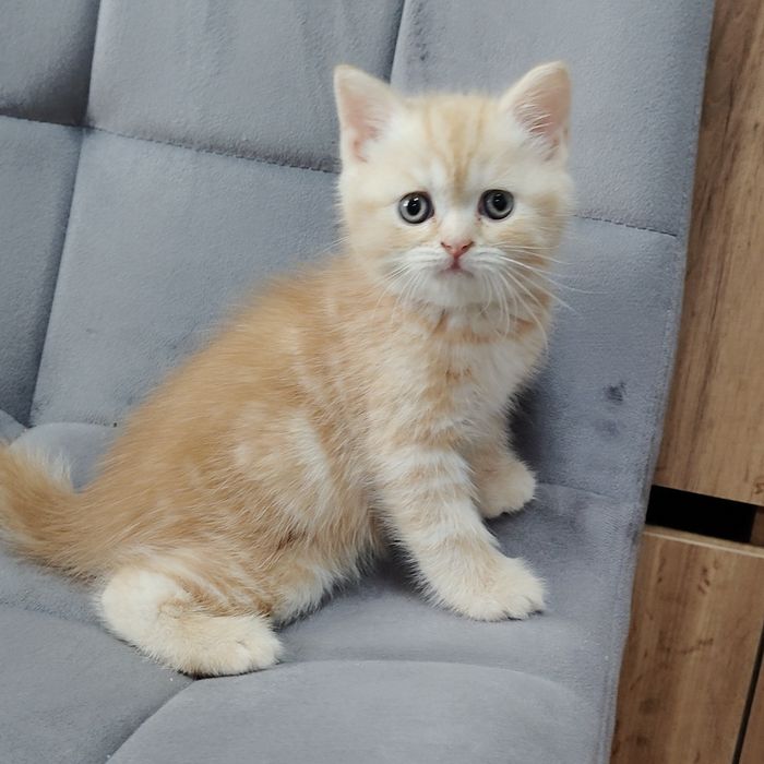 Котик e22 кремовый мрамор на серебре .