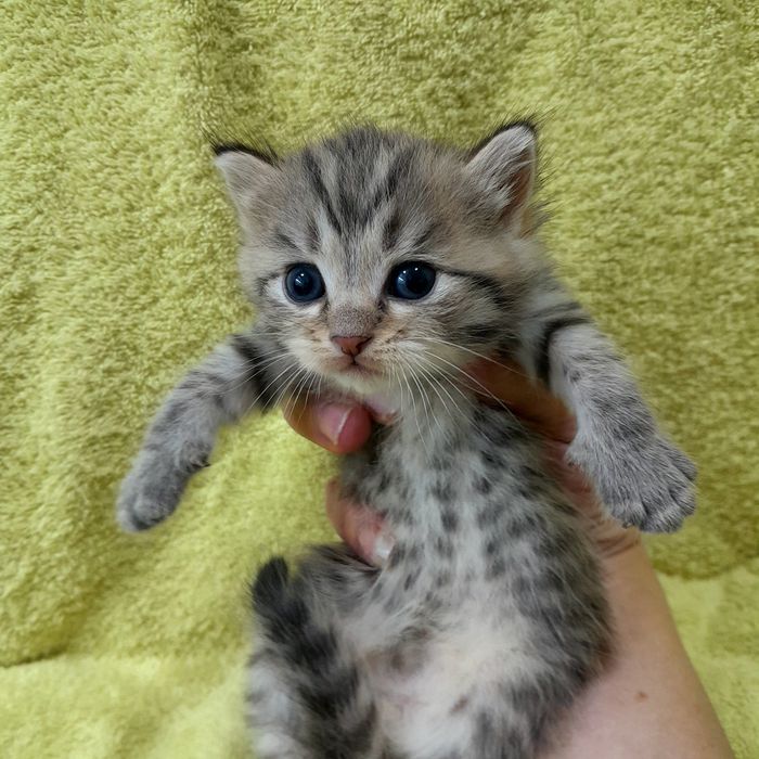 Очаровательные котята в добрые руки,скотишстрайт