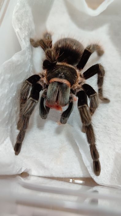 Тарантули - Всякакви видове и размери
