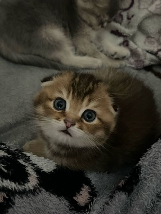 Скотиш фолд  золото мальчик