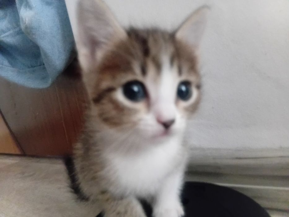 Отдам милых котят в добрые руки