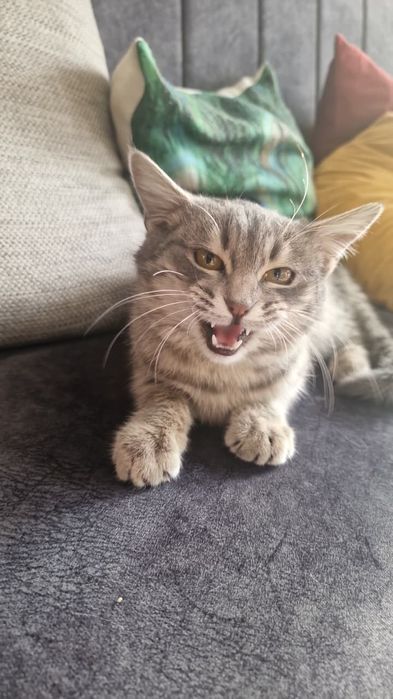 Кошка красивая ищет дом