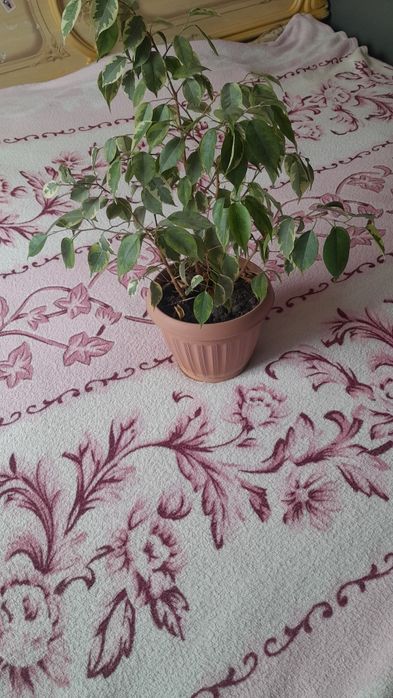 Продам цветы дешево