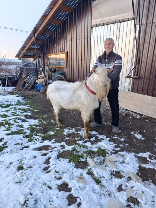 Vând țap sannen sau schimb