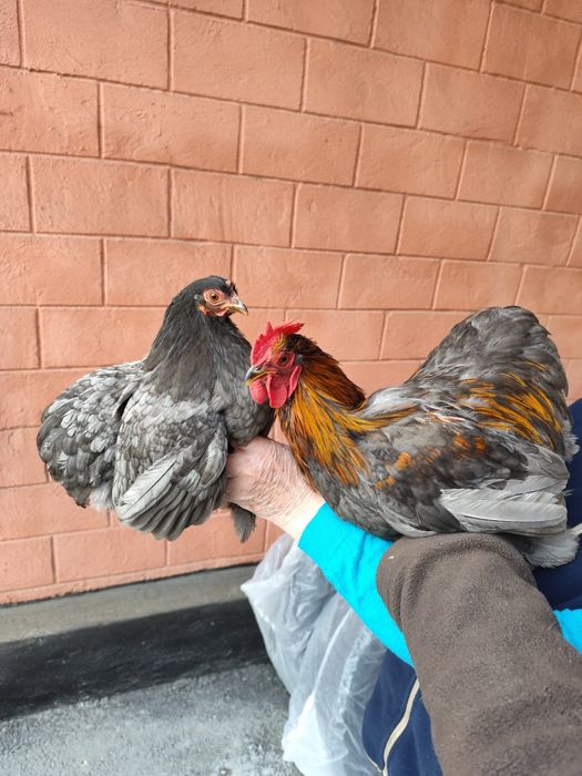 Карликовый кохинхин пара