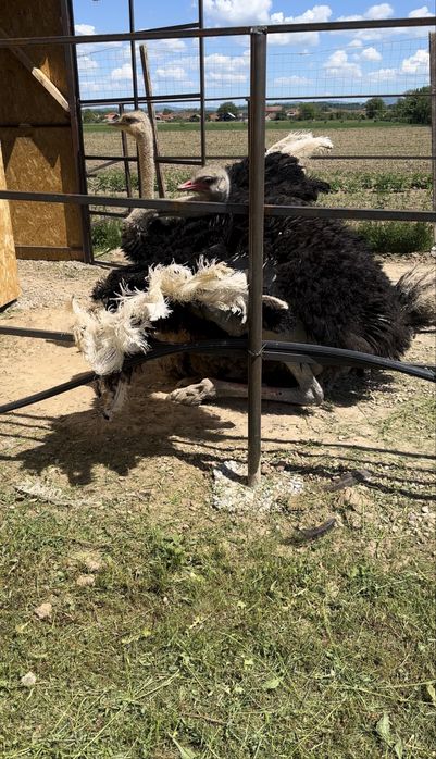 Pui de strut de o luna