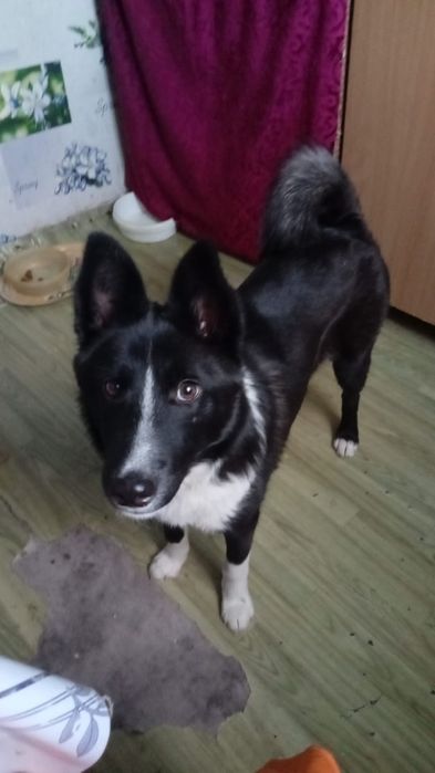 Ищем новых хозяев для собаки