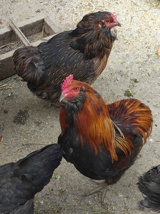 Gaini araucana ameraucana ouă verzi