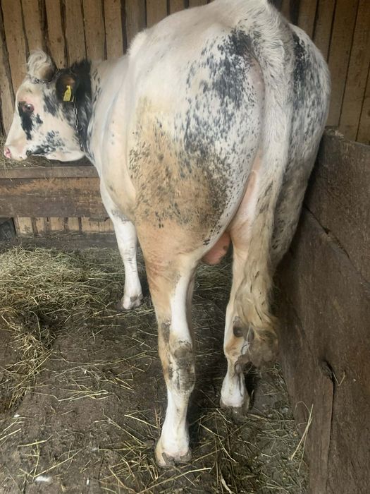 De vanzare taur         .