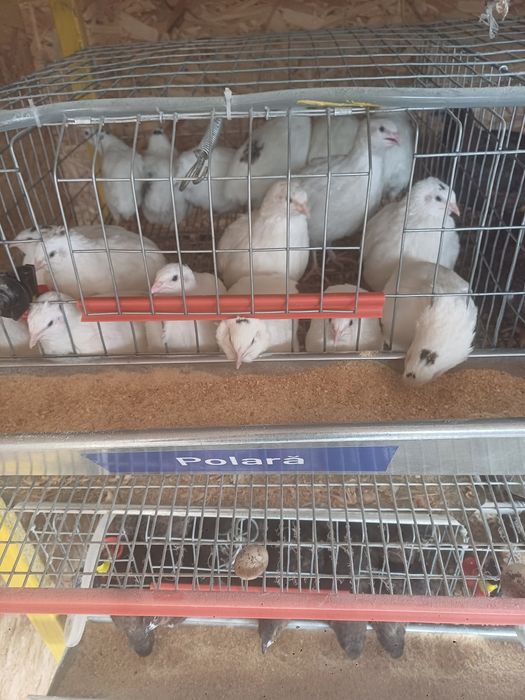 Vând pui de prepeliță