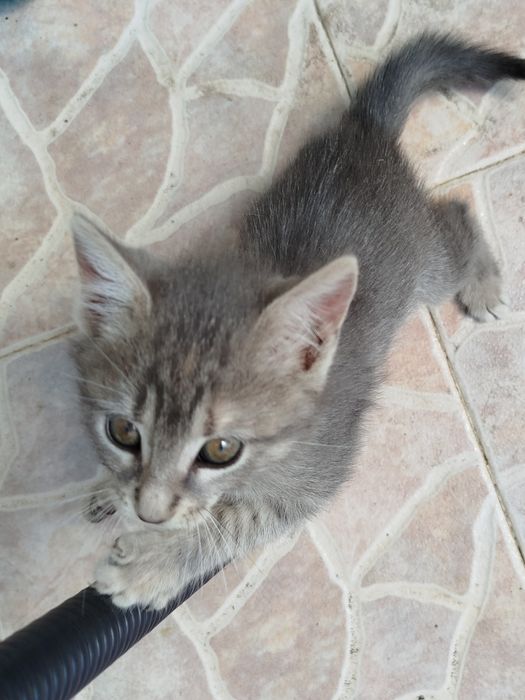 2-месечни котета