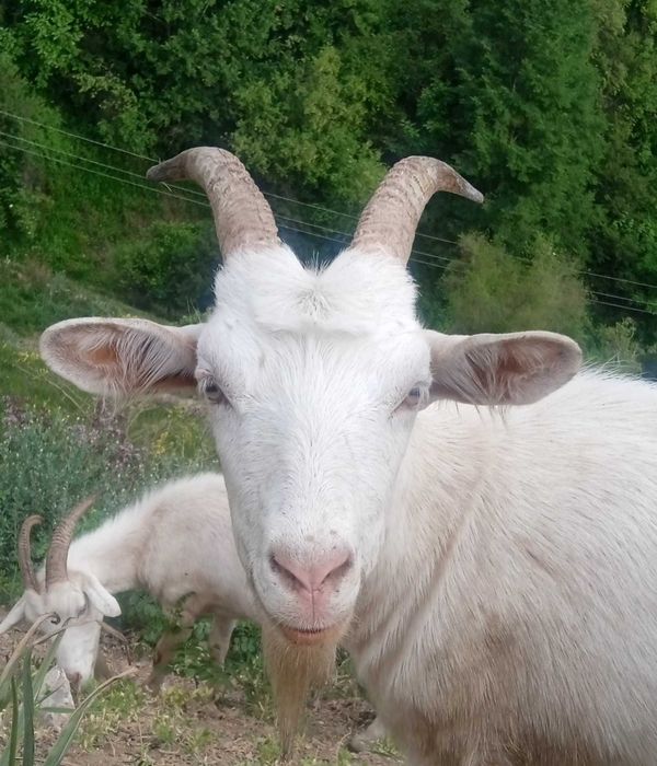 Козы зааненские молодое поголовье