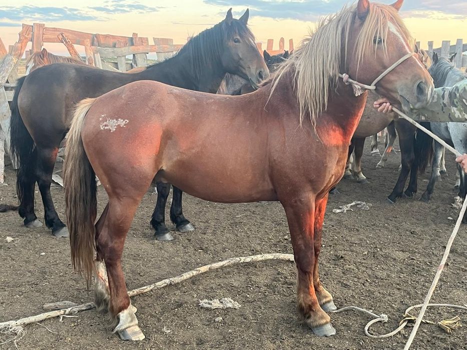 Жеребец 4 года полутяж